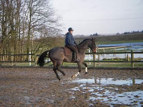 Dansk Varmblod Moonligt *Solgt* billede 15