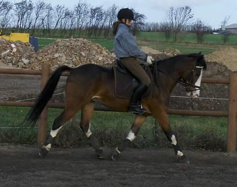 Anden særlig race Sharon (solgt) - Mig og Sharon der træner dressur <3 Efterår 2006. billede 11