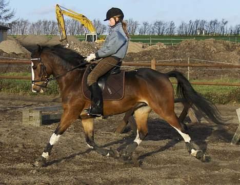 Anden særlig race Sharon (solgt) - Han er bare så dejlig. Vi træner lidt dressur <3 billede 14