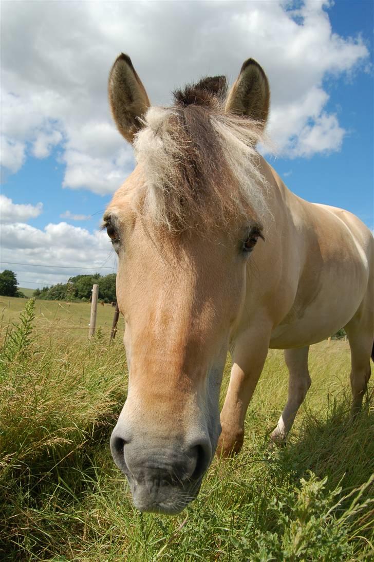 Fjordhest Heidi Træholt - Velkommen til Heidi Træholts profil! Jumb ! .. Du er så dejlig Heidi ! <33 :´D Hun er smuk :)  billede 3