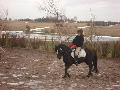 Welsh Mountain (sec A) Dorthealyst Rachel *solgt* - Min nabo celina på Rachel billede 8