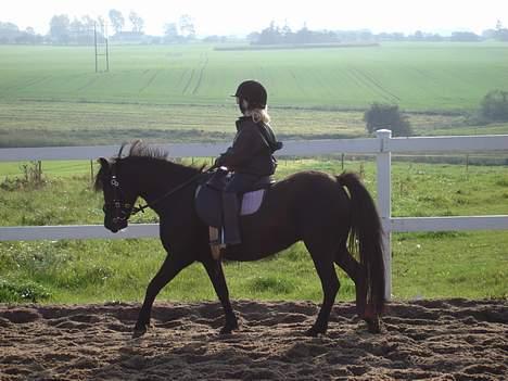 Welsh Mountain (sec A) Dorthealyst Rachel *solgt* - Liva rider Rachel rigtig fint billede 11