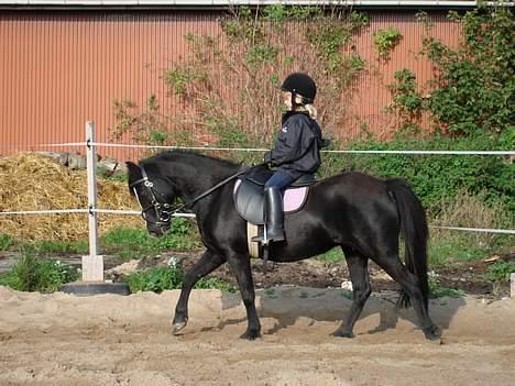 Welsh Mountain (sec A) Dorthealyst Rachel *solgt* - Skønne Rachel til biddet billede 12