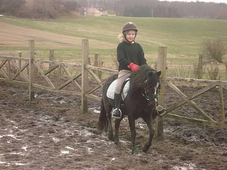 Welsh Mountain (sec A) Dorthealyst Rachel *solgt* - Celina og rachel billede 13