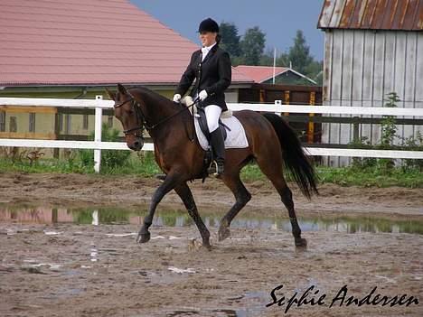 Anden særlig race Chamaine *SOLGT* billede 11