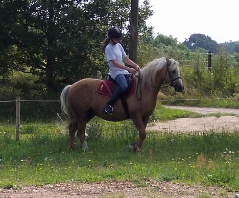 Welsh Pony (sec B) Meadows Sugar Pink - Øh.. skal man nu også dreje ? billede 17