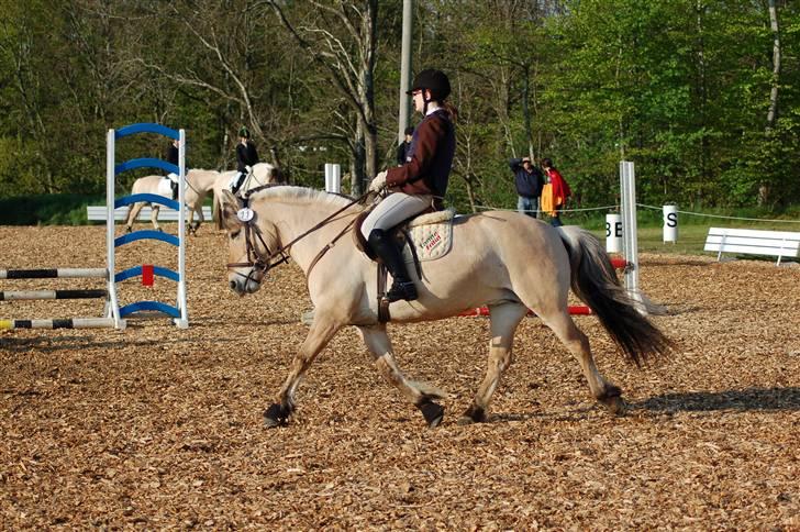 Fjordhest Heidi Træholt - Opvarming på Birken 2008 (:  billede 6