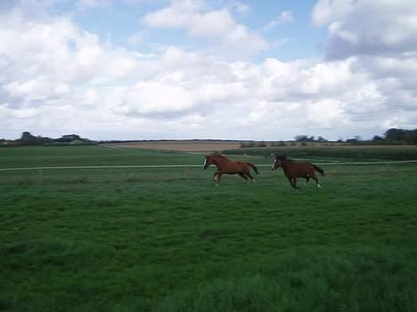 Anden særlig race Hedegaardens Balou *R.I.P.* - Power Babe !!. Balou rr den røde hest !=) . billede 20