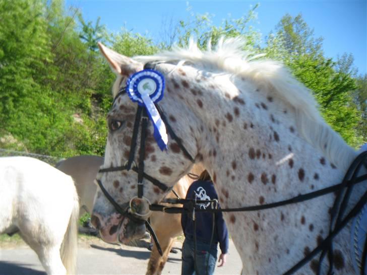 Appaloosa Spotlight / red / - han er så fin billede 3