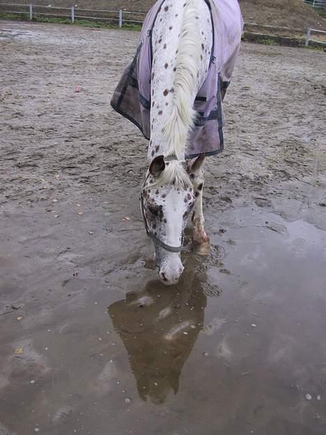 Appaloosa Spotlight / red / - hov der var en vandpyt billede 4