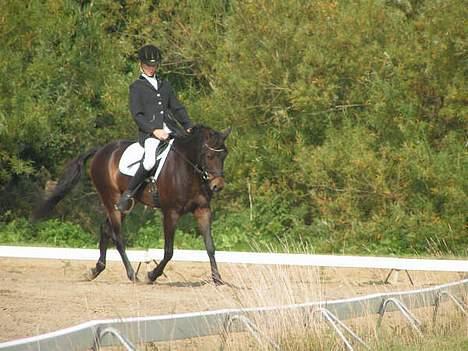 DSP Stendalens Malero - død:( - første dressur klasse i lang tid på ude bane!! kan ikke ses .. billede 4