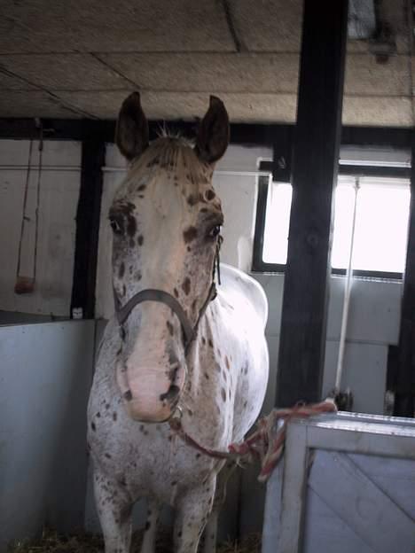 Appaloosa Spotlight / red / - spotti i boksen billede 5