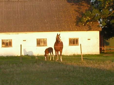 Frederiksborg Stenhedegårds arnold - mig og MIN moar billede 9