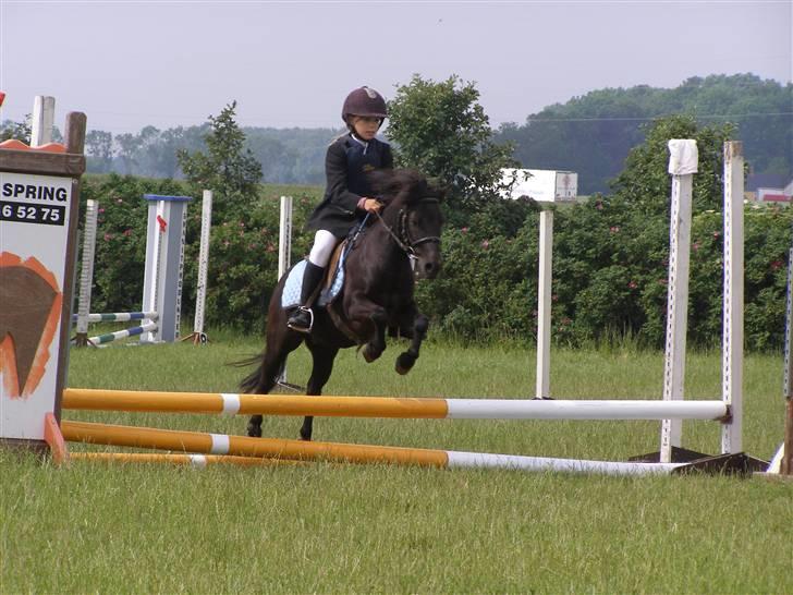 Shetlænder Sorte<3 - Lisa Hansen ! på lille sorte i en 50cm sløjfe klasse fejlfri foto:mig! billede 3