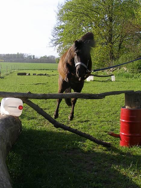 Shetlænder Sorte<3 - 80 cm.. uhhh, han er dejlig foto: Nico 10/5-07 billede 5