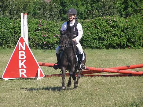 Shetlænder Sorte<3 - smukke sorte.foto:nico billede 6
