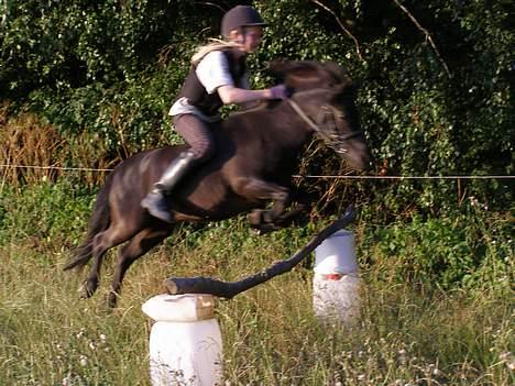 Shetlænder Sorte<3 - Frede & Sorte springer der hjemme :b han ser så sød ud !(: foto:nico billede 7