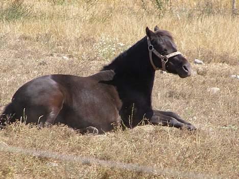 Shetlænder Sorte<3 - det er varmt.  foto: mig billede 8