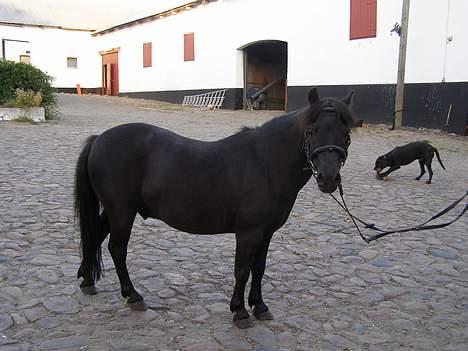 Shetlænder Sorte<3 - Tykke miig <3 foto: mig billede 9