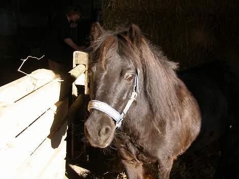 Shetlænder Sorte<3 - Shit ! ny boks ? arhhg.. foto:mig billede 10