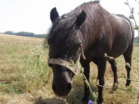 Shetlænder Sorte<3 - Nårrrrrh, han er bare ALT<3 foto:mig billede 11