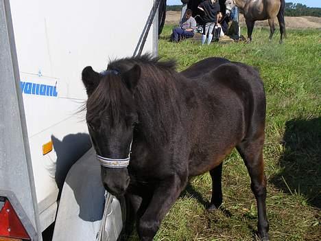 Shetlænder Sorte<3 - Jeg vil i gang med tøsedrenge klassen NU ! foto:mig billede 12