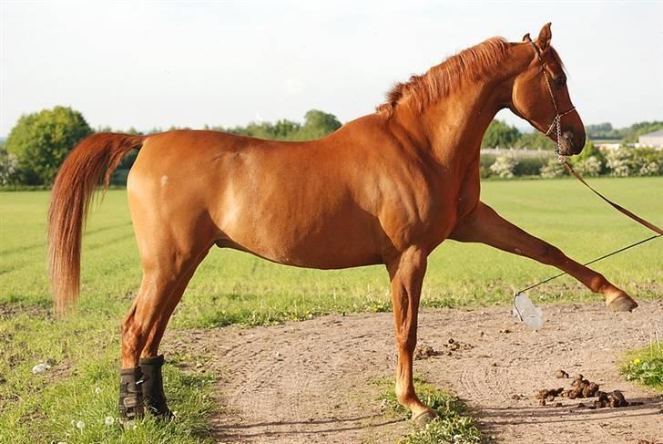 Arabisk fuldblod (OX) Til MINDE om Vindens Sang ox - Spanske Skridt. billede 9