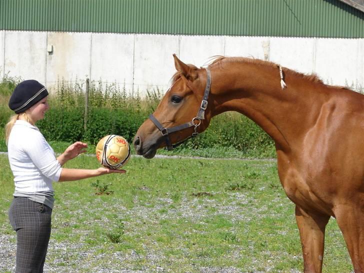 Arabisk fuldblod (OX) Til MINDE om Vindens Sang ox - Araber Hals billede 13