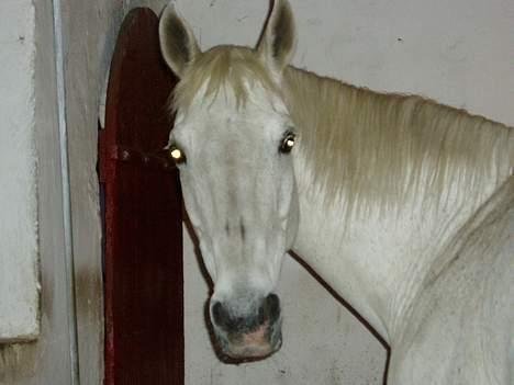 Dansk Varmblod Little Honda billede 7