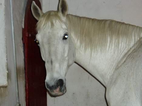 Dansk Varmblod Little Honda billede 8