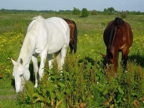 Dansk Varmblod Little Honda billede 9