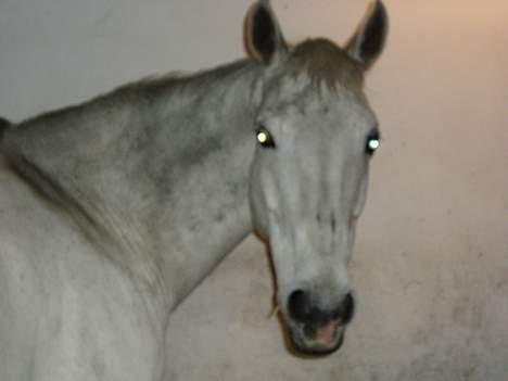 Dansk Varmblod Little Honda billede 10