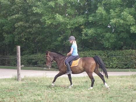 DSP Frederik - lidt meget kort galop billede 14