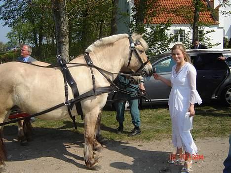 Fjordhest Jenny - Jenny pg jeg til min konfi, Jenny og Nelly hentede mig+ familien i vogn :D - Nelly som står bagved Jenny.  billede 15