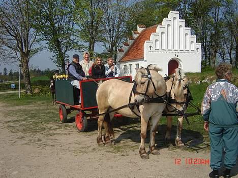 Fjordhest Jenny - Igen. Jenny og Nelly da de hentede mig+familie til min konfi :D Jenny som står til venstre og Nelly til højre-. billede 16