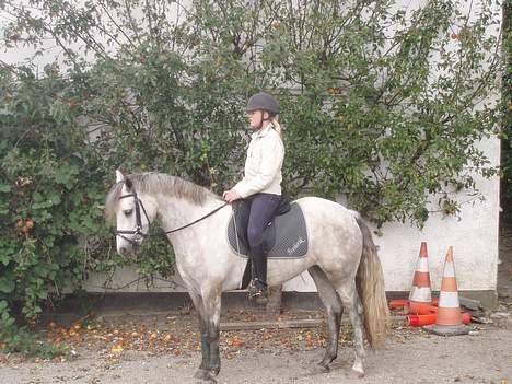 Connemara Elmely's Isabella billede 11