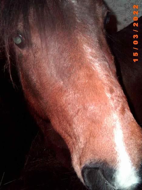 Anden særlig race Lotte R.I.P - søde lille lotte, billede 1