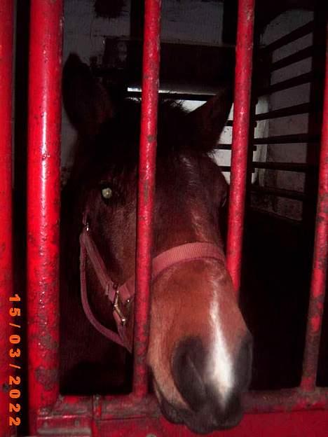 Anden særlig race Lotte R.I.P - i boks  billede 4