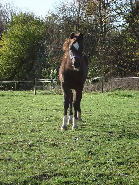 Welsh Pony af Cob-type (sec C) West Side Billy boy *solgt* - november/december 2006 billede 1