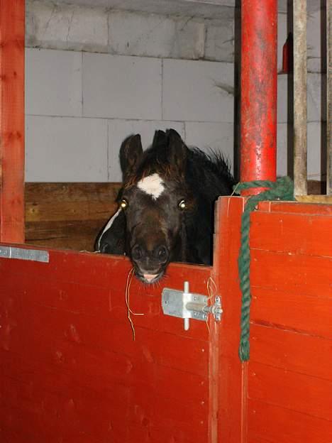 Welsh Pony af Cob-type (sec C) West Side Billy boy *solgt* - December 2006 billede 3