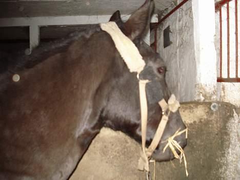 Oldenborg Bertha - Andet stævne d. 2 December 2006 billede 10