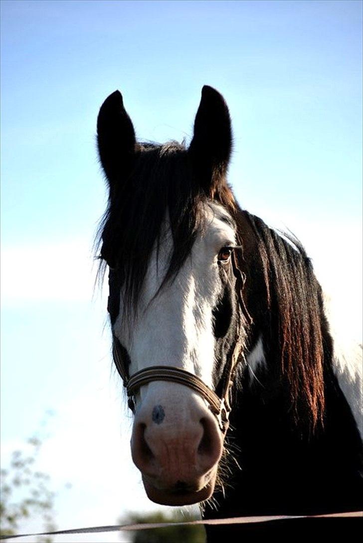 Anden særlig race Paskall - velkommen [foto: Malou<3] billede 1