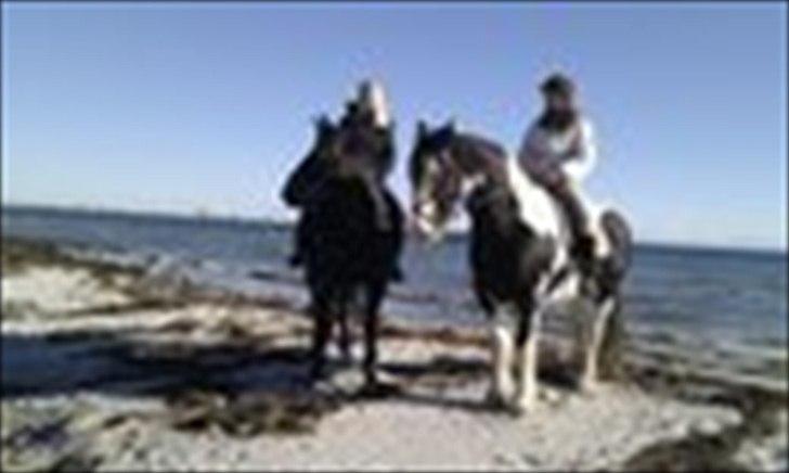 Anden særlig race Paskall - på stranden :D billede 9