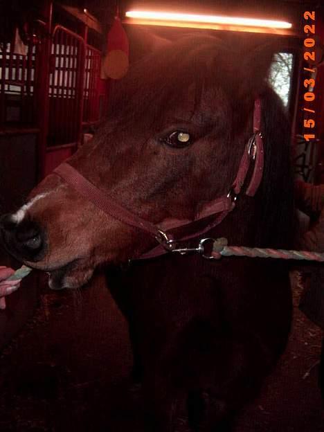 Anden særlig race Lotte R.I.P - Bider ud efter min mor´s finger ;) fy fy lille frækkert :D billede 6