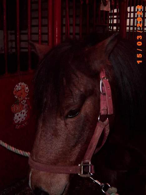 Anden særlig race Lotte R.I.P - det var iike mig!! hehe billede 7