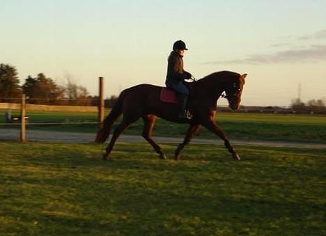 Dansk Varmblod Ness'  - Nesser og jeg d. 19.01.07 billede 15