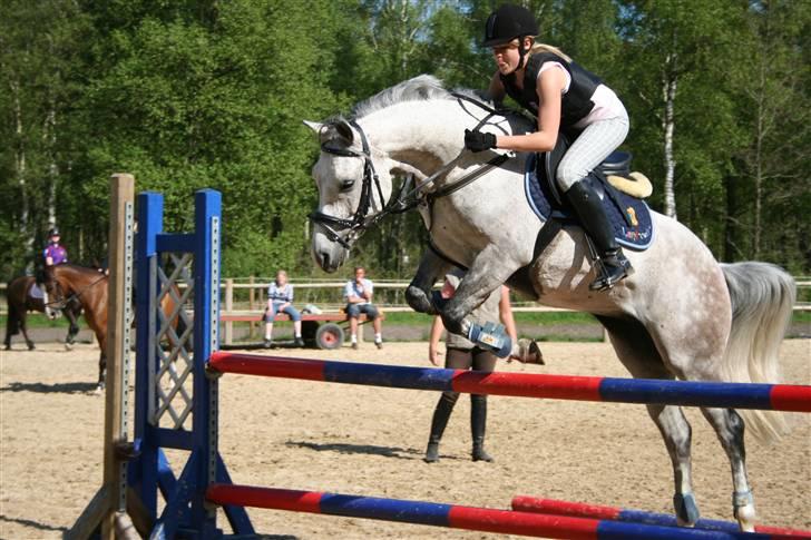 Hollandsk Sportspony Karim :) Solgt - spring ;P Fotograf: Janni billede 8