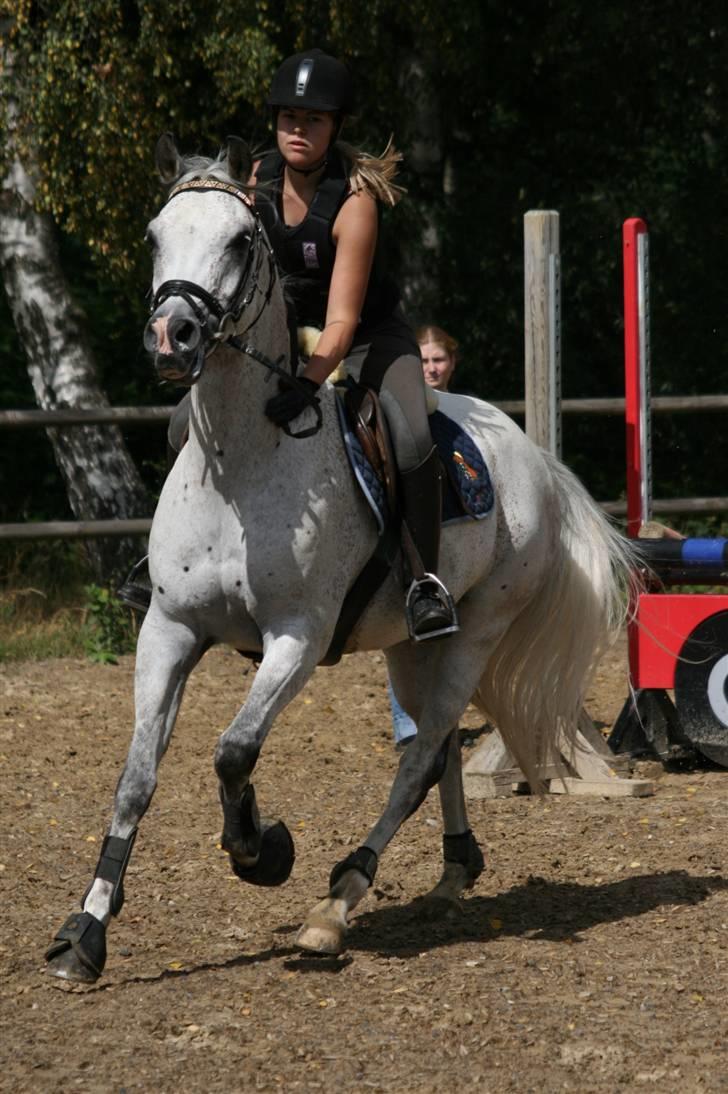 Hollandsk Sportspony Karim :) Solgt - Bim Bim (; Fotograf: Janni billede 9