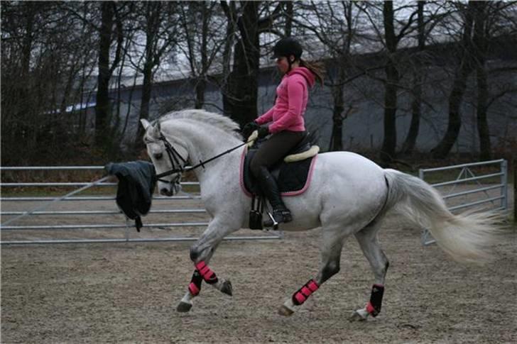 Hollandsk Sportspony Karim :) Solgt - lidt Galop :) fotograf: Janni billede 10