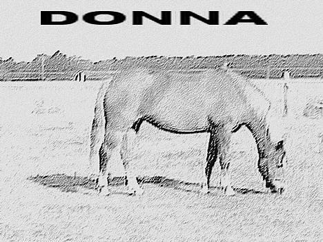Anden særlig race Donna (SOLGT) ;( - donna (x billede 8